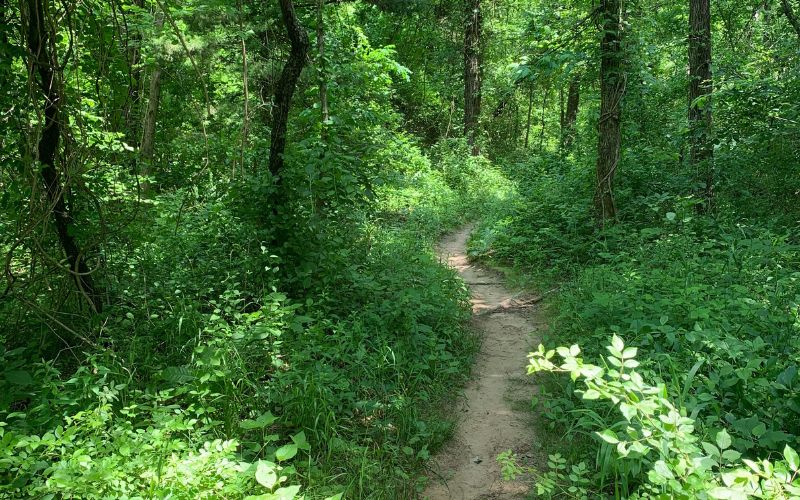 image of trail at Pertle Springs